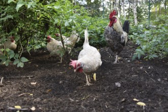 Domestic cock, rooster (Gallus gallus domesticus) and hens, chickens foraging in a free-range