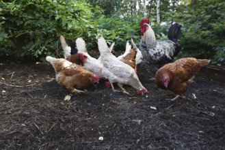 Domestic cock, rooster (Gallus gallus domesticus) and hens, chickens foraging in a free-range