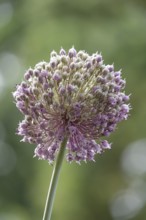 Alium, Summer, Germany