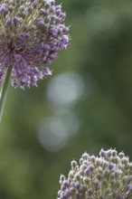Alium, Summer, Germany