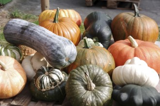 Pumpkins (Cucurbita), fruits, types, giant pumpkin, garden pumpkin, ornamental pumpkin, colourful,
