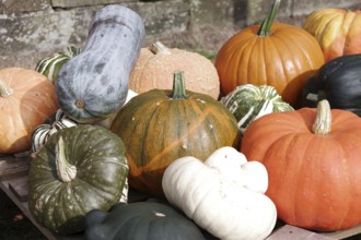 Pumpkins (Cucurbita), fruits, types, giant pumpkin, garden pumpkin, ornamental pumpkin, colourful,