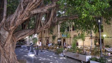 Oasi Restaurant, Cosy cafe under a big tree with relaxed people, Turkish Quarter, Rhodes Old Town,