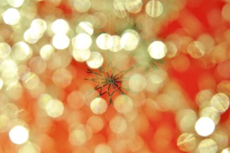 Christmas decoration, home-made straw stars, Germany