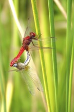 Scarlet Dragonfly, summer, Germany