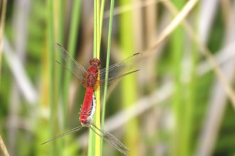 Scarlet Dragonfly, summer, Germany