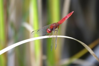 Scarlet Dragonfly, summer, Germany