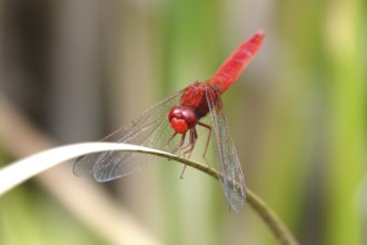 Scarlet Dragonfly, summer, Germany