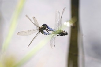 Dragonfly, Summer, Germany