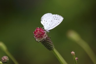 Butterfly blue butterfly, summer, Germany