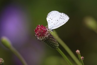Butterfly blue butterfly, summer, Germany