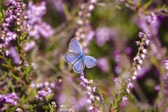 Butterfly blue butterfly, summer, Germany