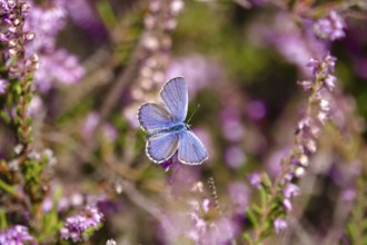Butterfly blue butterfly, summer, Germany