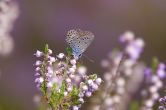 Butterfly blue butterfly, summer, Germany