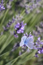Butterfly blue butterfly, summer, Germany