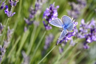 Butterfly blue butterfly, summer, Germany