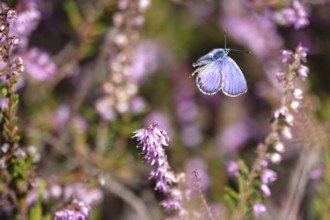 Butterfly blue butterfly, summer, Germany