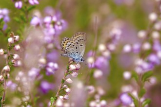 Butterfly blue butterfly, summer, Germany