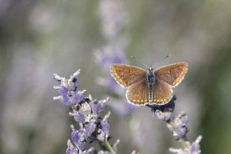 Butterfly blue butterfly, summer, Germany
