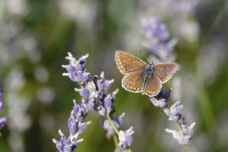 Butterfly blue butterfly, summer, Germany
