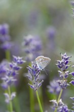Butterfly blue butterfly, summer, Germany