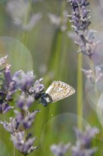 Butterfly blue butterfly, summer, Germany