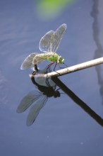 Dragonfly, Summer, Germany