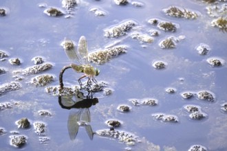 Dragonfly, Summer, Germany