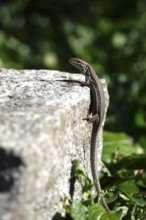 Lizard, Summer, Germany