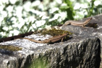 Lizard, Summer, Germany