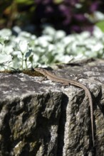 Lizard, Summer, Germany