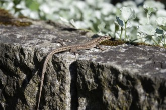 Lizard, Summer, Germany