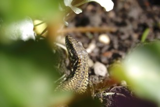 Lizard, Summer, Germany