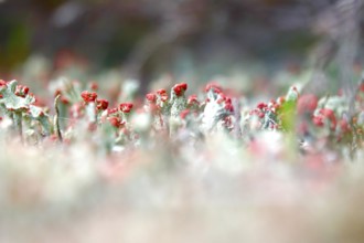Scarlet lichen, macro photography, summer, Saxony, Germany