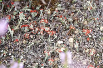 Scarlet lichen, macro photography, summer, Saxony, Germany