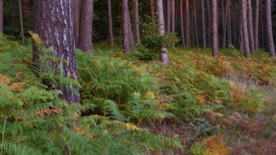 View in a forest with spruces (Picea) and forest floor covered with shield fern (Polystichum),