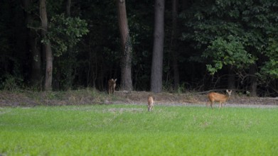 Deer standing in a field at the edge of the Wad, Neustadt am Rübenberge, Hanover, Lower Saxony,