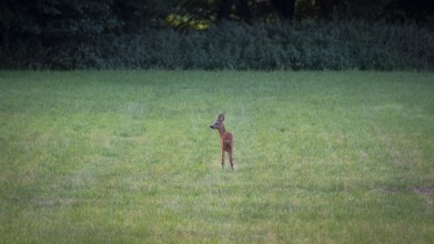 Photograph of a roebuck standing in a meadow looking to the left, Neustadt am Rübenberge, Hanover,