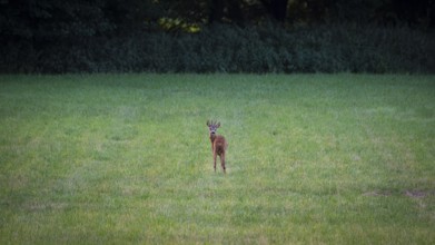 Photograph of a roebuck looking back standing in a meadow, Neustadt am Rübenberge, Hanover, Lower