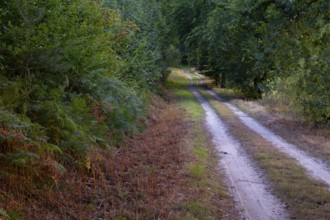 View along a sandy forest path, Neustadt am Rübenberge, Hanover, Lower Saxony, Germany
