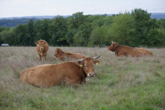 Farm animals with cowbell, bell, tradition, cultural landscape, agriculture, cattle breed, cattle,