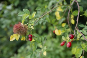 Galls of the rose gall wasp (Diplolepis rosae), Untermünkheim, Kocher valley, Kocher, Hohenlohe,