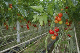 Tomatoes in greenhouse, tomato, vegetables, Schwäbisch Hall, Hohelohe, Germany