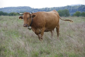 Farm animals with cowbell, bell, tradition, cultural landscape, agriculture, cattle breed, cattle,