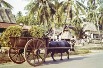 Water buffalo pulling cart in traditional village houses in coconut palm trees, Malacca or Melaka,