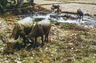 Water buffalo bathing in pool by fields used for dry rice cultivation, Malaya, Malaysia, south east