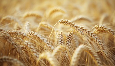 Close-Up Of Wheat Ears In Summer Field: A Glimpse Into Farming And Agriculture. The Beauty Of Wheat