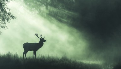 Enchanting Misty Forest Scene: Deer Silhouette In Meadow With Trees And Grass In Green And Black.