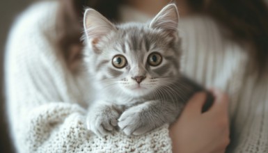 Woman At Home Snuggling With Gray Tabby Cute Kitten: A Heartwarming Moment Exploring The Bond
