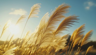 Beautiful Swirling Movement Of Miscanthus Sinensis In The Breeze. Tall And Graceful Grass Swaying